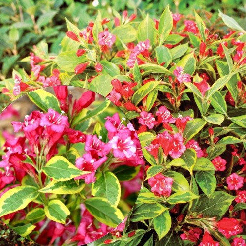 Weigela florida 'Brigela' - Kaunis veigela 'Brigela' C2/2L